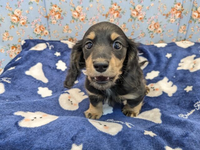 ミニチュアダックス