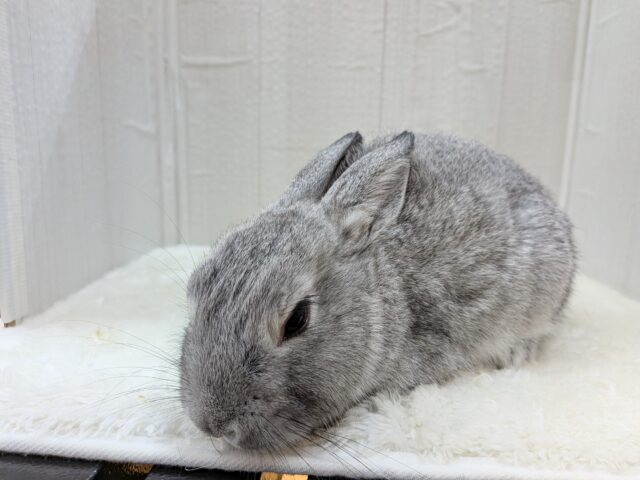 ミニウサギ
