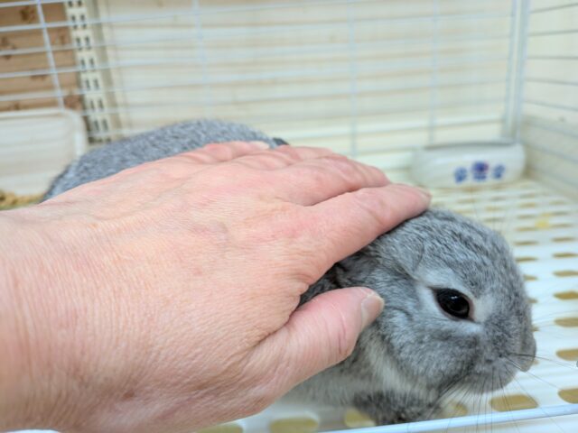 ミニウサギ