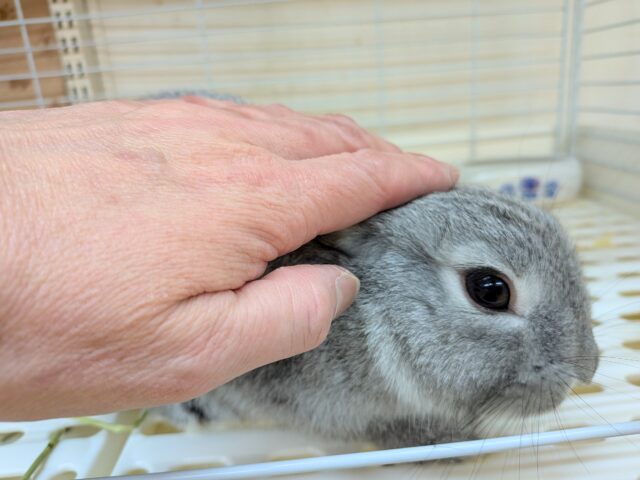 ミニウサギ