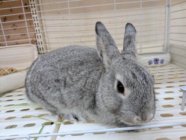 ミニウサギ