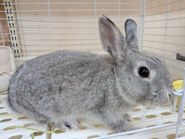 ミニウサギ