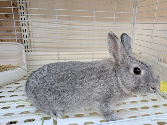 ミニウサギ