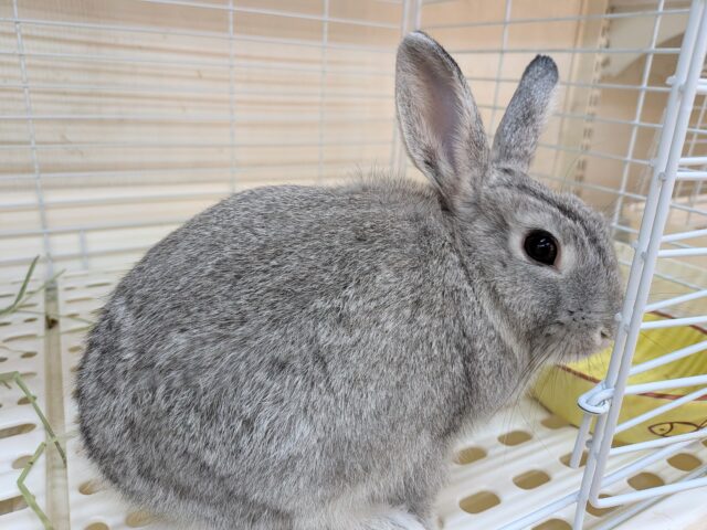 最新画像あります！モフモフミニウサギさんが来ました〜