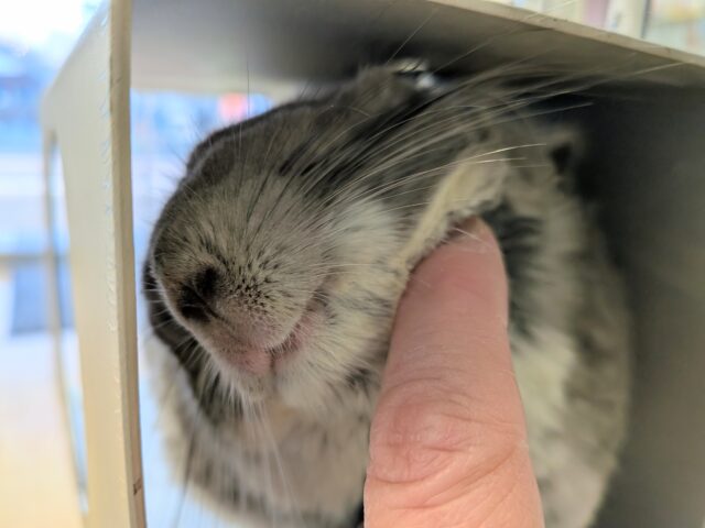 最新画像有ります⭐️まん丸おめめがキュートな子っ❣️チンチラのバイオレット!! チンチラ