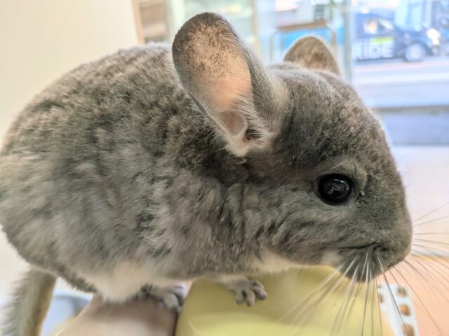 最新画像有ります⭐️まん丸おめめがキュートな子っ❣️チンチラのバイオレット!! チンチラ