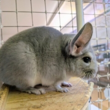 最新画像あります！めちゃきゃわ😍輝きレアカラー✨チンチラブルーダイヤモンド