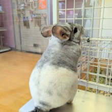 最新画像有ります💕お腹で分かれるお色が素敵です✨チンチラのパイド🩶🖤