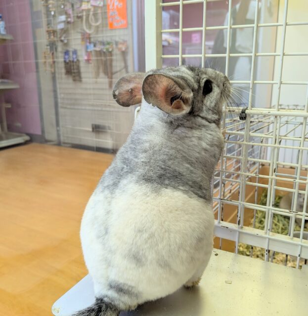 最新画像有ります💕お腹で分かれるお色が素敵です✨チンチラのパイド🩶🖤