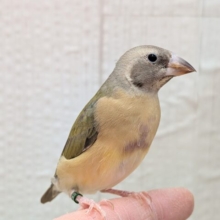 最新画像有ります🙌和風美形！コキン鳥ヒナさん来ました〜