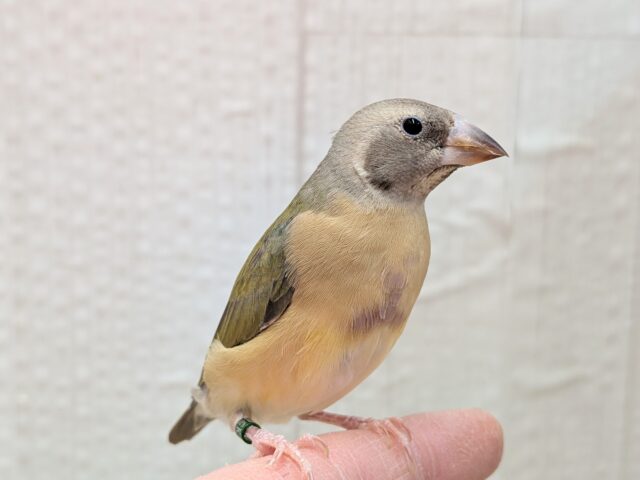 最新画像有ります🙌和風美形！コキン鳥ヒナさん来ました〜