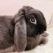 ちょっとだけ最新画像！ホーランドロップ（ブラック）　ごはんもりもり食べるよ！