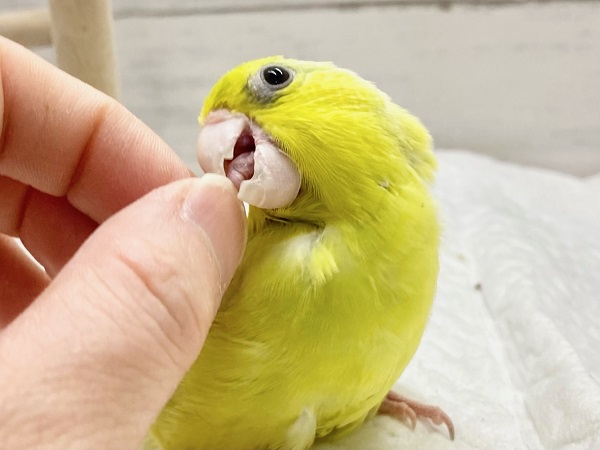 マメルリハ