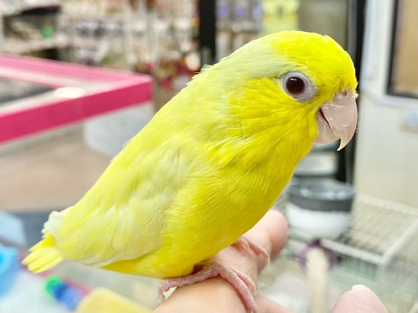 マメルリハ