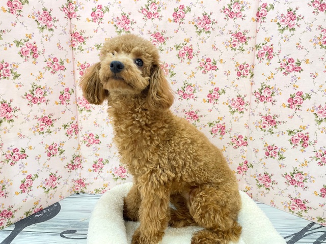 もこもこガール💕 トイプードルの女のコ 2025.12.14撮影 トイプードル