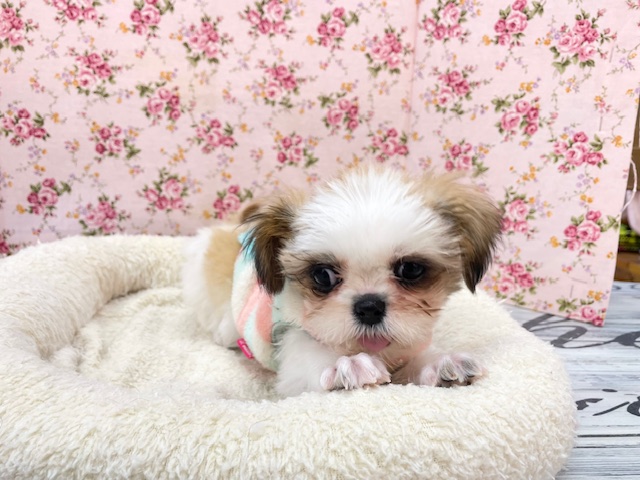 ミニミニサイズ💕 シーズーの女のコ 2025.12.14撮影 シーズー
