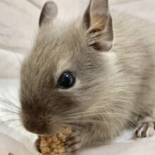 デグー（ブルー）　女の子　美麗！きれいなブルーカラーの子が来てくれました！