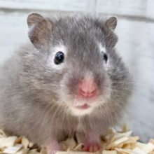 セーブルハムスター　女の子　ふわもこなハムちゃんがやって来ました！