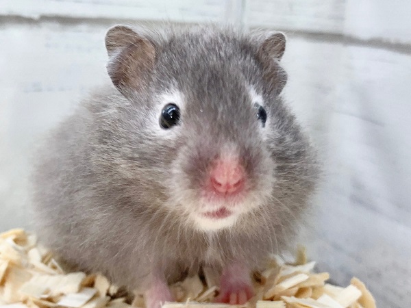 セーブルハムスター　女の子　ふわもこなハムちゃんがやって来ました！