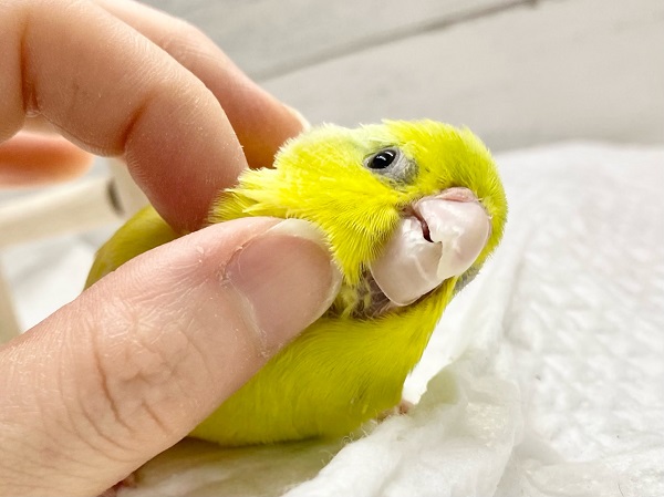 マメルリハ