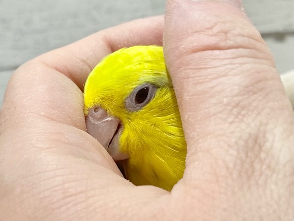 マメルリハ