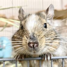 最新画像！デグー（パイド）　カキカキ大好き♪BIGボディな男の子！