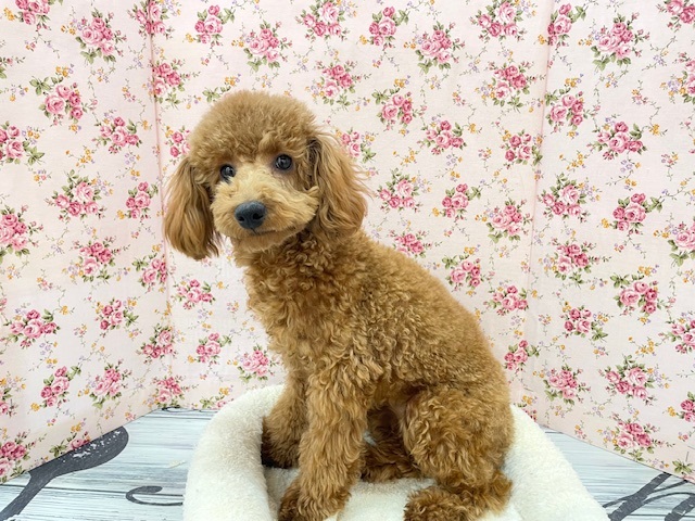 もこもこガール💕 トイプードルの女のコ 2025.12.14撮影 もこもこガール💕 トイプードルの女のコ 2025.12.14撮影