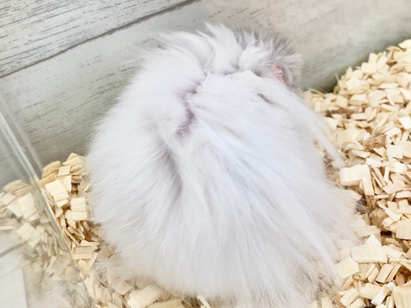 ゴールデンハムスター