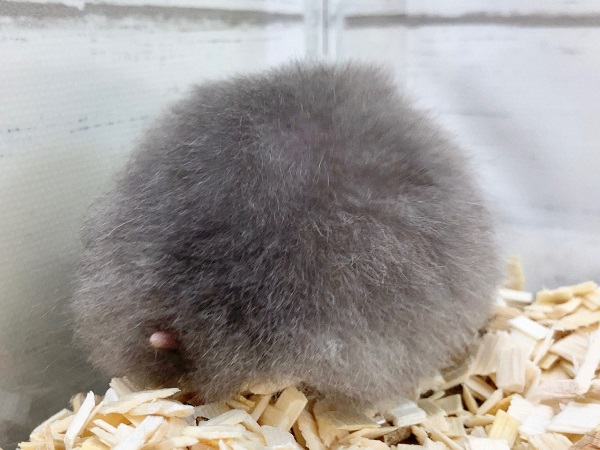 ゴールデンハムスター