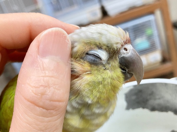 最新画像あり⭐️ウロコインコ(ダイリュート)手のひらにぴとっ♪びびりだけど甘えんぼさんです! ホオミドリウロコインコ