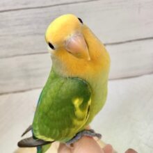 最新画像！明るい元気カラー🧡💫　コザクラインコ（オレンジフェイスパイド）