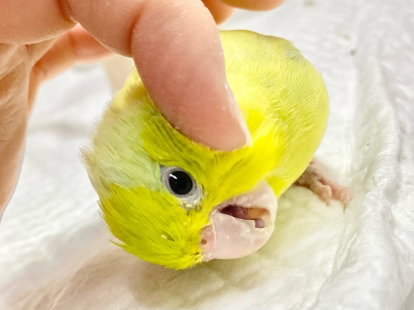 マメルリハ