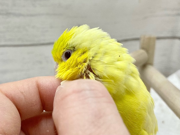 マメルリハ