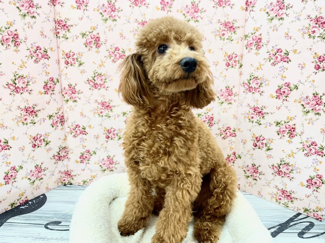 もこもこガール💕 トイプードルの女のコ 2025.12.14撮影 トイプードル