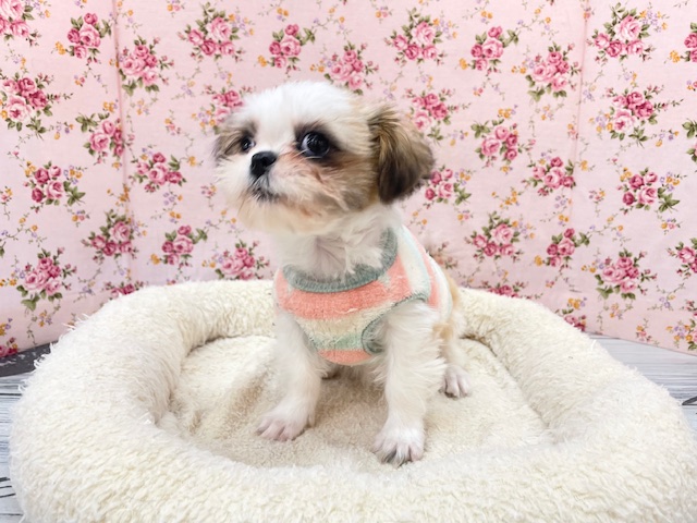 ミニミニサイズ💕 シーズーの女のコ 2025.12.14撮影 シーズー
