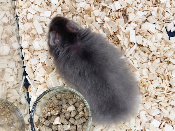 ゴールデンハムスター