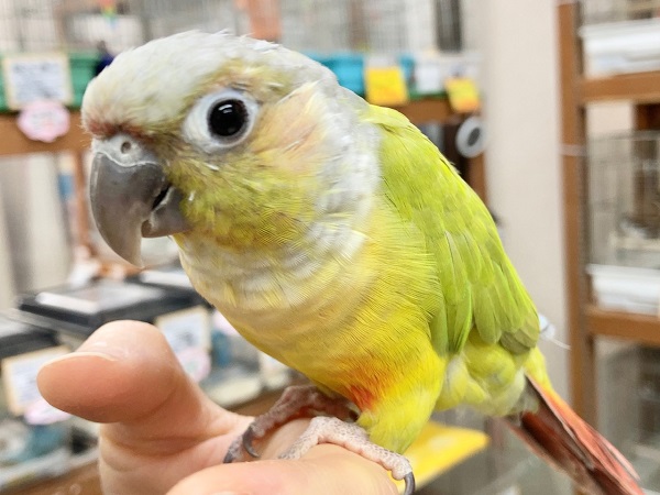 最新画像あり⭐️ウロコインコ(ダイリュート)手のひらにぴとっ♪びびりだけど甘えんぼさんです! ホオミドリウロコインコ