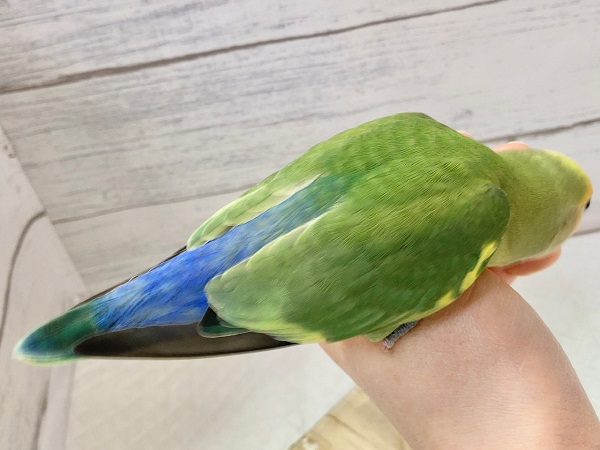 コザクラインコ（小桜インコ）