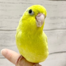 最新画像！　パキッと蛍光グリーン💚　マメルリハ（アメリカンイエロー）