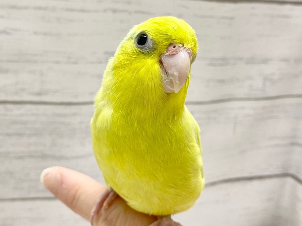 最新画像！　パキッと蛍光グリーン💚　マメルリハ（アメリカンイエロー）