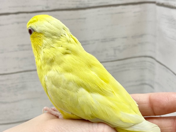 マメルリハ