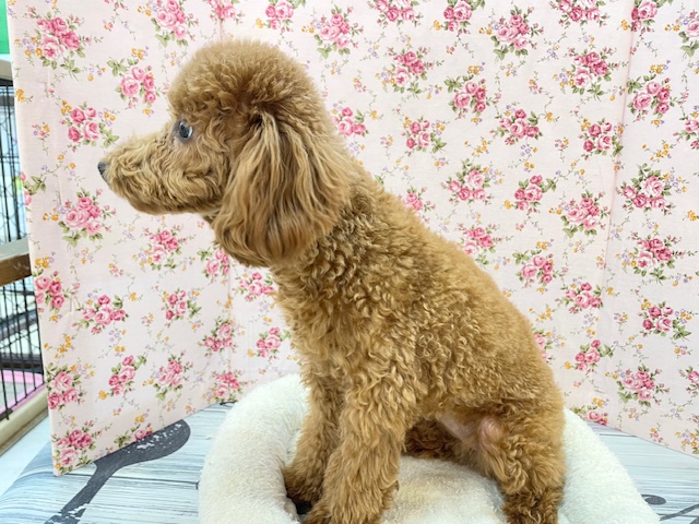 もこもこガール💕 トイプードルの女のコ 2025.12.14撮影 トイプードル