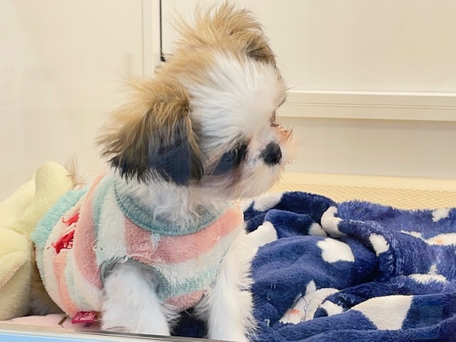 ミニミニサイズ💕 シーズーの女のコ 2025.12.14撮影 シーズー