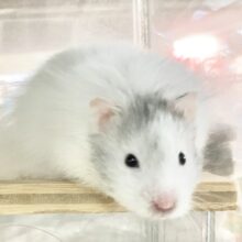 最新画像！セーブルハムスター（バンデット）　白くてふわふわな子が来ましたよー！