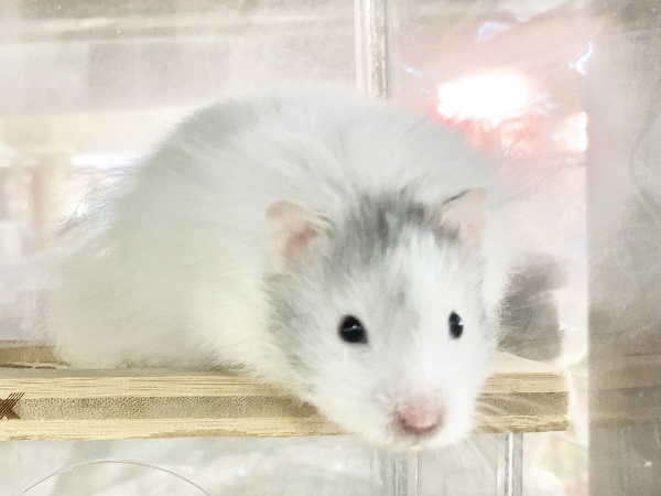最新画像！セーブルハムスター（バンデット）　白くてふわふわな子が来ましたよー！