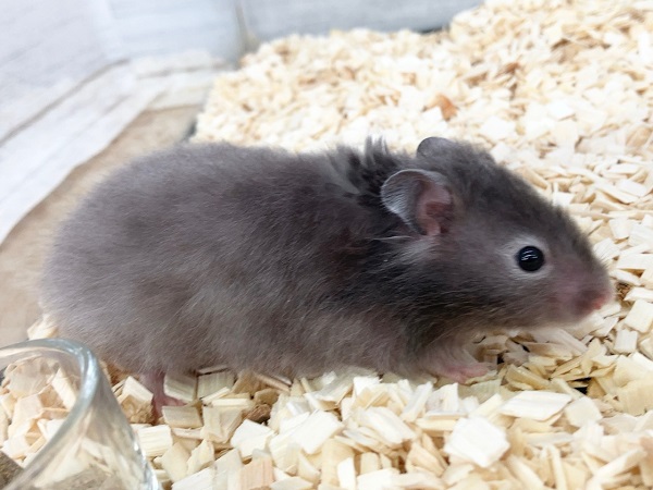 ゴールデンハムスター