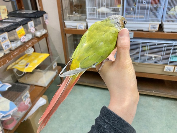 最新画像あり⭐️ウロコインコ(ダイリュート)手のひらにぴとっ♪びびりだけど甘えんぼさんです! ホオミドリウロコインコ