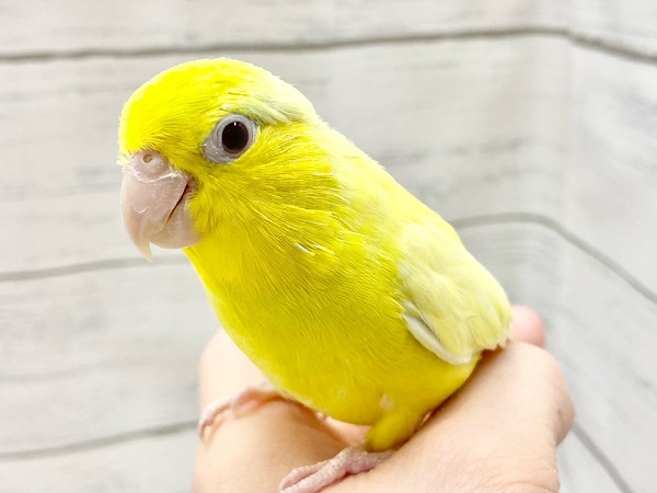 マメルリハ