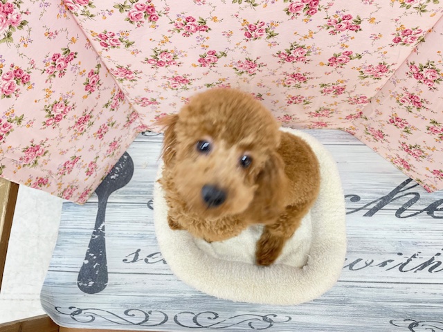 もこもこガール💕 トイプードルの女のコ 2025.12.14撮影 トイプードル