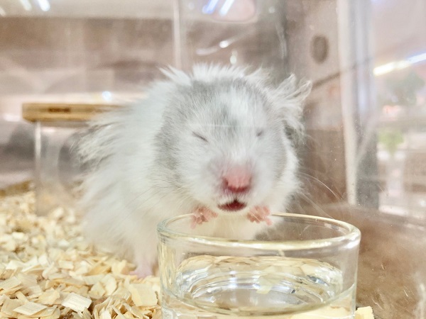 ゴールデンハムスター